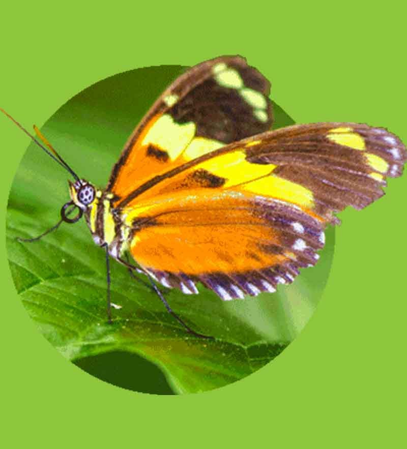 mariposa encontrarás